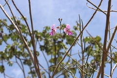 Papilionanthe