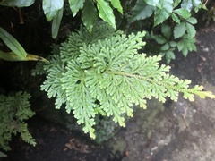 Selaginella involvens