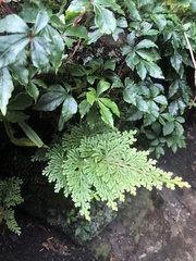 Selaginella involvens