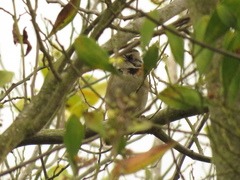 Zonotrichia capensis