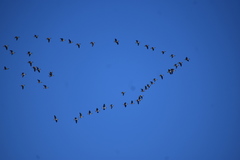 Branta hutchinsii leucopareia