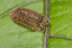 Armadillo intermixtus