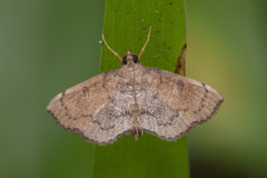 Protonoceras