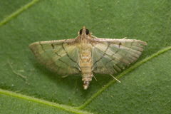 Marasmia
