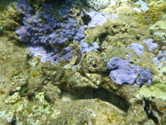 Montipora flabellata