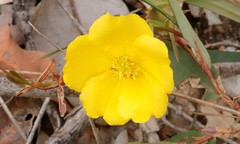 Hibbertia cunninghamii