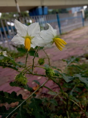 Solanum sisymbriifolium