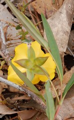 Hibbertia cunninghamii