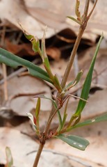 Hibbertia cunninghamii