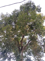 Syzygium cumini