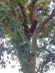 Syzygium cumini