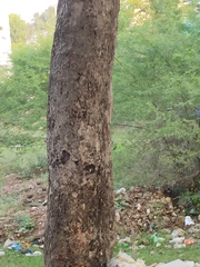 Syzygium cumini