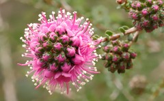 Kunzea recurva