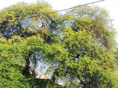Vachellia