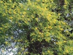 Vachellia
