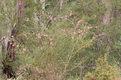 Kunzea recurva