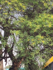 Vachellia