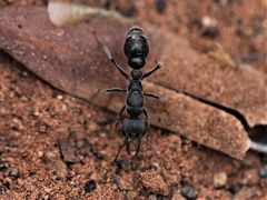 Myrmeciinae
