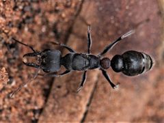 Myrmeciinae