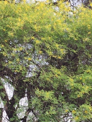 Vachellia