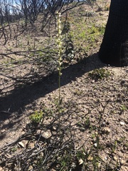 Prasophyllum fimbria