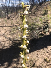 Prasophyllum fimbria