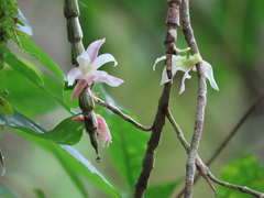 Dendrobium chameleon
