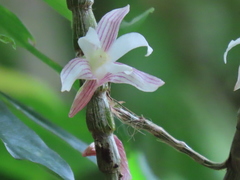 Dendrobium chameleon