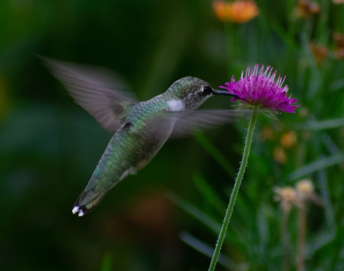 Ruby-throated Hummingbird photographed in Indiana