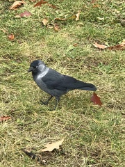 Corvus monedula