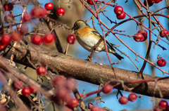 Fringilla montifringilla