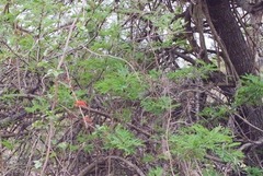 Combretum microphyllum