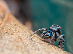 Maratus harrisi