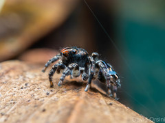 Maratus harrisi