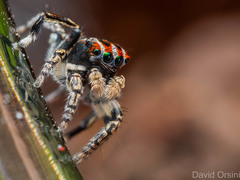 Maratus harrisi