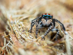 Maratus harrisi