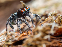 Maratus harrisi