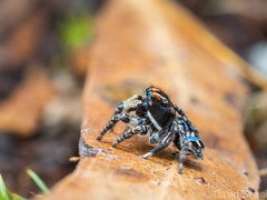 Maratus harrisi