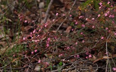 Boronia gracilipes