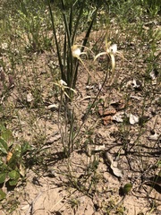 Caladenia denticulata