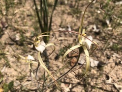 Caladenia denticulata