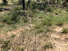 Caladenia denticulata