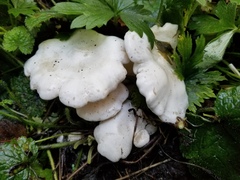 Leucocybe