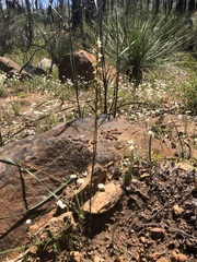 Prasophyllum fimbria