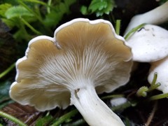 Leucocybe