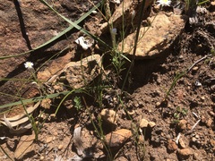 Prasophyllum fimbria