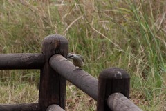 Campethera bennettii