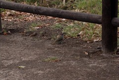 Campethera bennettii