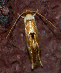 Philonome clemensella