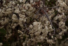 Dombeya rotundifolia
